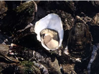 カゴの中で育ったカキ