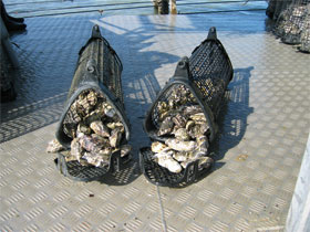 カゴの中で育ったカキ