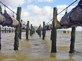 干潟にラインを構築