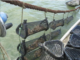 養殖カゴの下垂式への応用