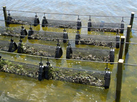 養殖の様子