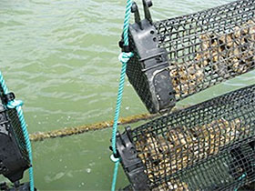 複数の養殖カゴを多段式に垂下