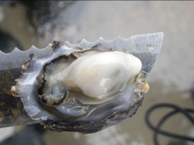 カゴの中で育つカキ（３ヶ月経過）