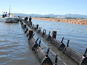 中津干潟にラインを構築