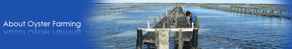 ＢＳＴカキ養殖システム