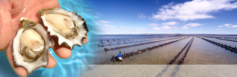 カキ養殖設備と育ったカキ