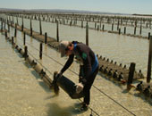 カキ養殖の様子