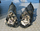 養殖カゴで育ったカキ